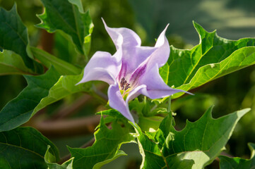 Flor de Datura stramonium o estramonio.