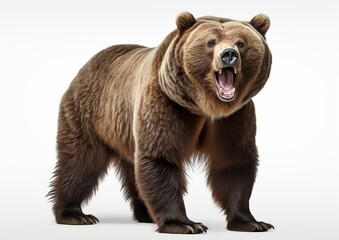 Fototapeta premium Untamed Power: The Mighty Grizzly Bear on a Serene White Background. Generative Ai