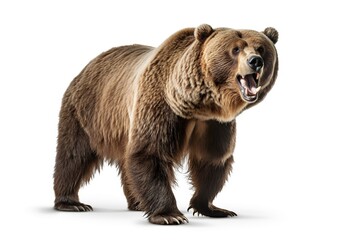 Fototapeta premium Untamed Power: The Mighty Grizzly Bear on a Serene White Background. Generative Ai