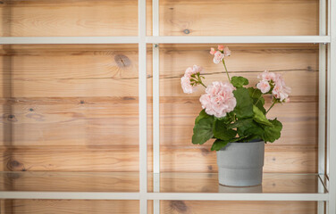 serene and rustic: pink flower in a pot on a shelf against a wooden wall