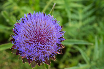 The globe artichoke (Cynara cardunculus var. scolymus) purple flower of artichoke in the botanical garden, Healthy vegetable.