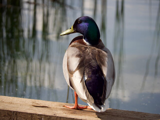 a purple headed mallard duck