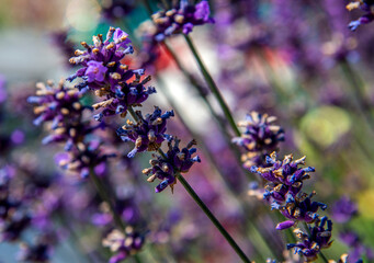 Inflorescences of an ornamental plant called Narrow-leaved lavender, planted in gardens and flowerbeds in the city of Bialystok in Podlasie, Poland.