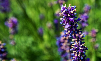 Fototapeta premium Inflorescences of an ornamental plant called Narrow-leaved lavender, planted in gardens and flowerbeds in the city of Bialystok in Podlasie, Poland.