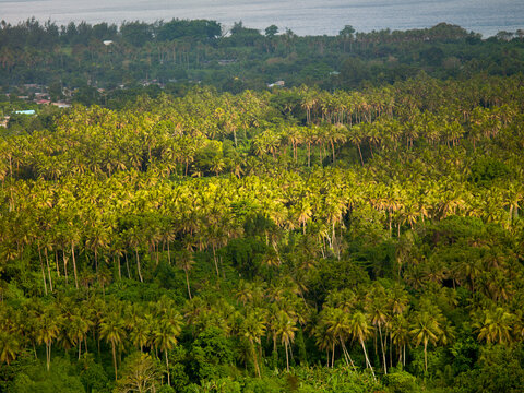 Cocounts trees plantation seen from above, Shefa Province, Efate island, Vanuatu
