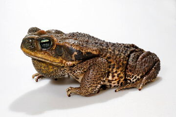 Cururu Toad, Rococo Toad // Rokokokröte (Rhinella diptycha / Rhinella schneideri)