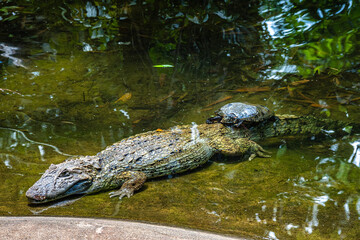 Broad-snouted caiman, Caiman latirostris in Iguazu National park, Foz do Iguacu, Parana State, Brazil
