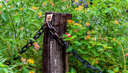 Old wooden garden fence and purple wildflowers