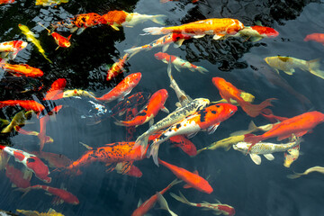 Koi fish floating in the pool  
