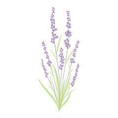 Naklejka premium watercolor lavender illustration