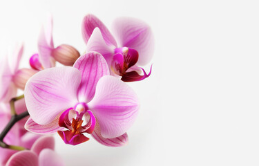 Naklejka na ściany i meble Beautiful natural pink orchid flowers on a white background