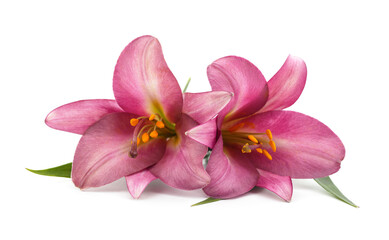 Fototapeta na wymiar Two purple lilies.