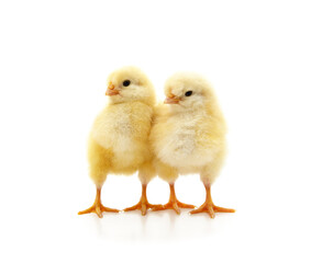 Two small chickens.