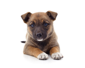 One brown little dog.