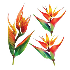 Heliconia flower watercolor paint collection