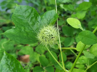 Fruit of Fetid passionflower (Passiflora foetida) or Scarletfruit passionflower, wild maracuja, bush passion fruit, marya-marya, wild water lemon, Stinking Passion flower.