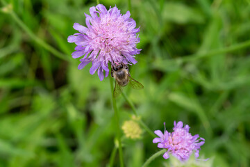 bee on a purple flower
