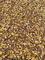 yellow autumn leaves