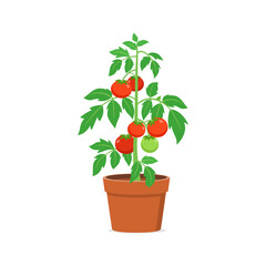 tomato plant pot with good quality and good design