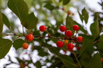 Red cherries growing on a tree