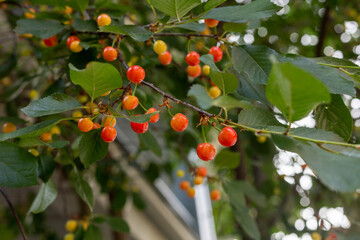 Red cherries growing on a tree