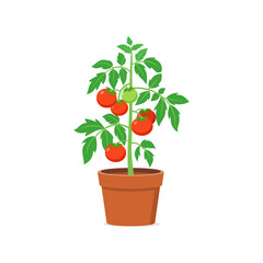 Fototapeta na wymiar tomato plant pot with good quality and good design