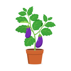 eggplant in the pot with good quality and good design