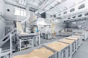 Raw ripe fresh brown pine nuts without shell on conveyor. Industrial organic food factory