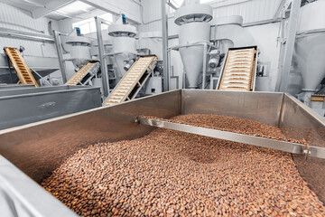 Industrial Automated production for pine nut shelling. Concept modern food industry