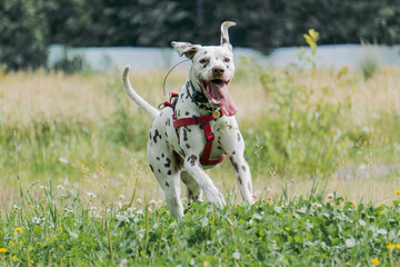 dalmatian dog on the grass running