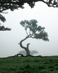 Foggy tree landscape of Fanal forest in Madeira
