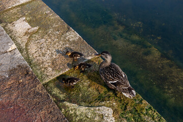 A mother duck teachers little ducklings to swim