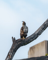 red tailed hawk in Yala National Park, Sri Lanka