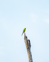 Green parrot on tree branch in Yala National Park, Sri Lanka