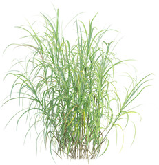 Side view of wild grass