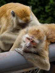 Portrait of monkey in Singapore wild