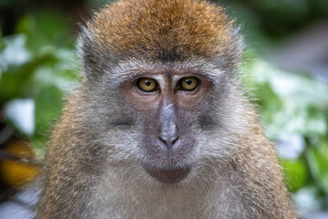 Portrait of monkey in Singapore wild