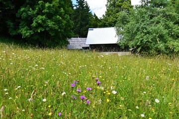 Meadow Javornica at Pokljuka, Slovenia with old huts short-fringed knapweed (Centaurea nigrescens) flowers - obrazy, fototapety, plakaty