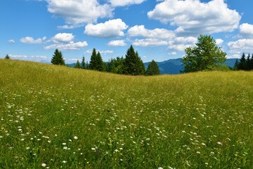 Meadow with white flowers and trees behind