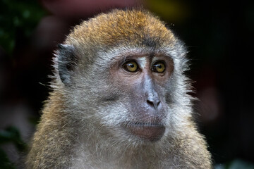Portrait of monkey in Singapore wild