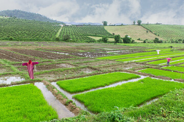 scarecrow lisu Jacket in rice field, Thailand