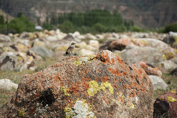 petroglyphs museum Cholpon-Ata Kyrgyzstan. Stone with ancient paint. High quality photo