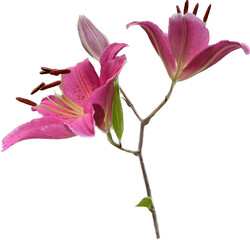 pink orchid isolated on white background - obrazy, fototapety, plakaty