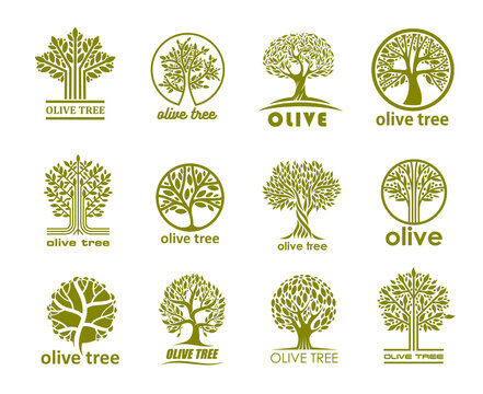 Olive tree icons, olive oil labels for organic natural food, vector symbols. Olive tree silhouettes in circle with green plant leaf for extra virgin oil signs, eco farm garden and nature park