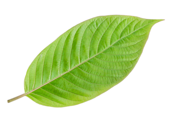 green leaf Isolated on white background, Mitragyna speciosa