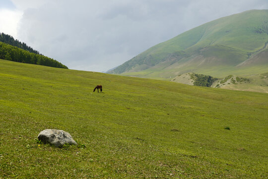 Lonely horse in the mountains. On the green field of the valley. Kyrgyzstan. High quality photo
