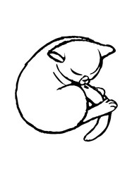 chat qui dort