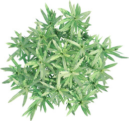 Top view of lavander plant