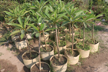 frangipani flower plant on farm