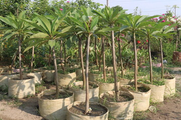 frangipani flower plant on farm